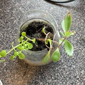 Photo of the plant species Common Chickweed by @MaternalAgave10 named Surya on Greg, the plant care app