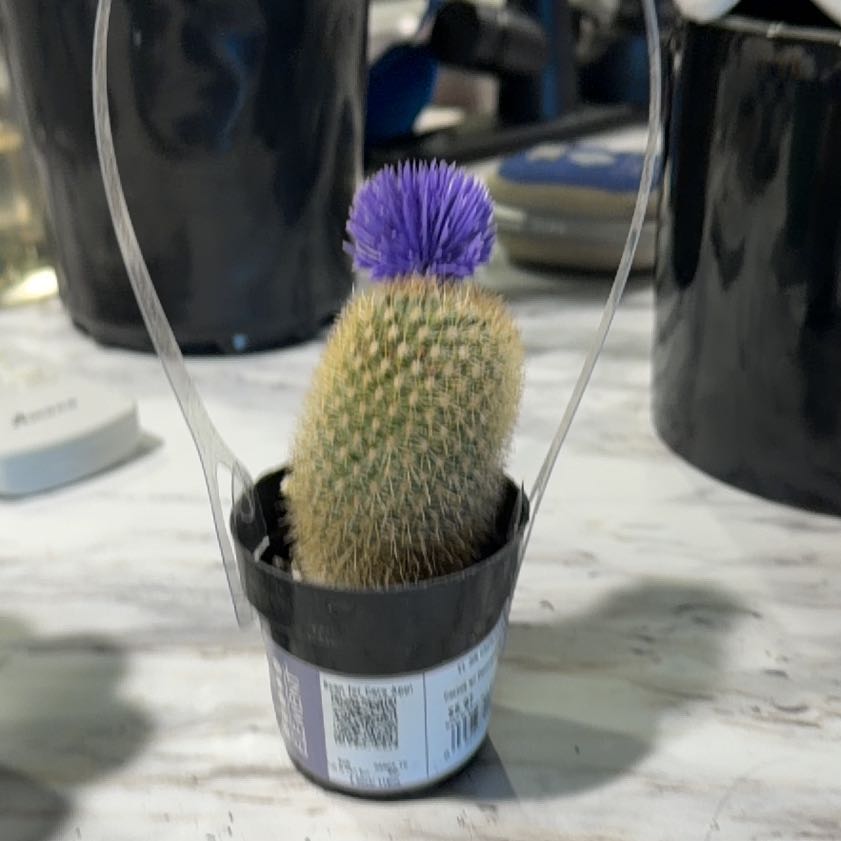 Photo of the plant species Mammillaria densispina by @CivicBlueech40 named Ronaldo on Greg, the plant care app