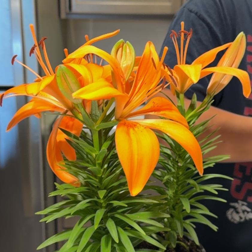 Photo of the plant species Orange Lily by @CivicBlueech40 named Beckham on Greg, the plant care app