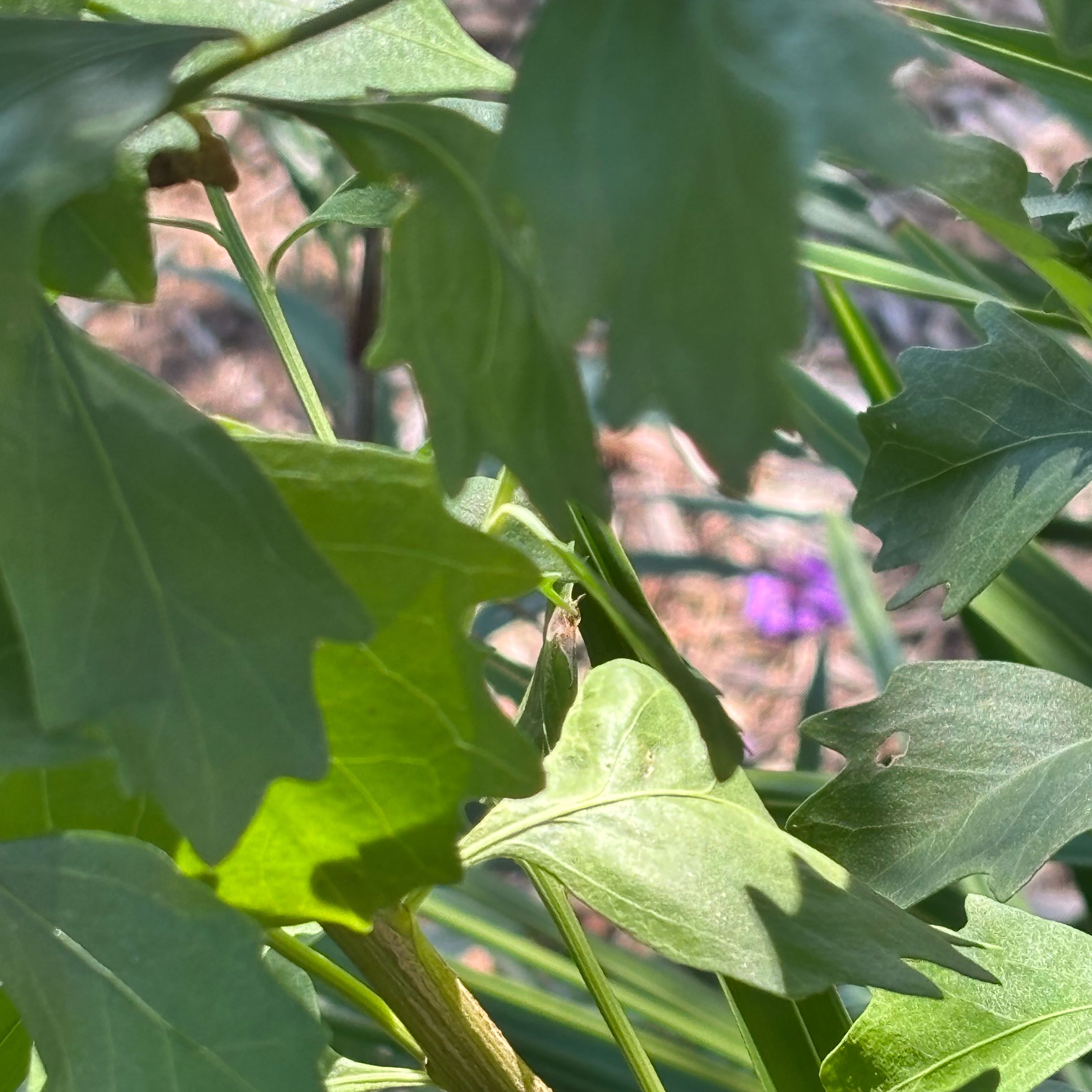 Photo of the plant species Possum-Grape by @PoshHedera6 named Harper on Greg, the plant care app
