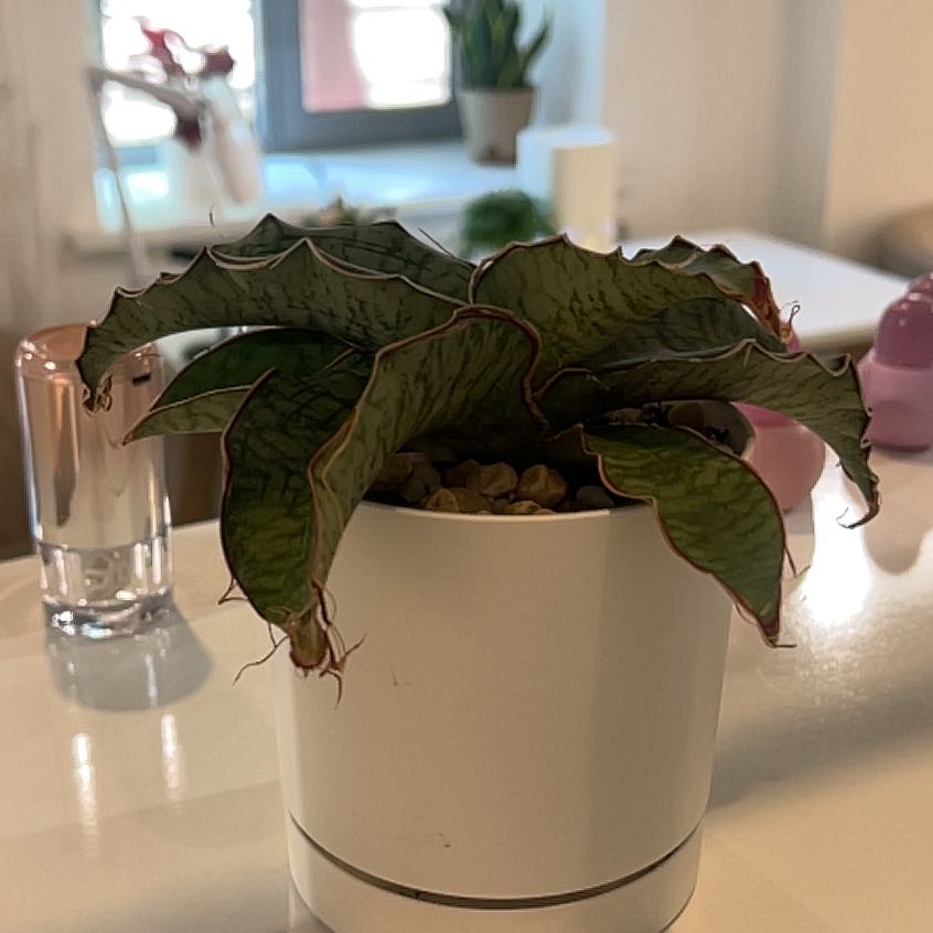 Photo of the plant species Starfish Snake Plant by @DreamboatTipa76 named Wall-E on Greg, the plant care app
