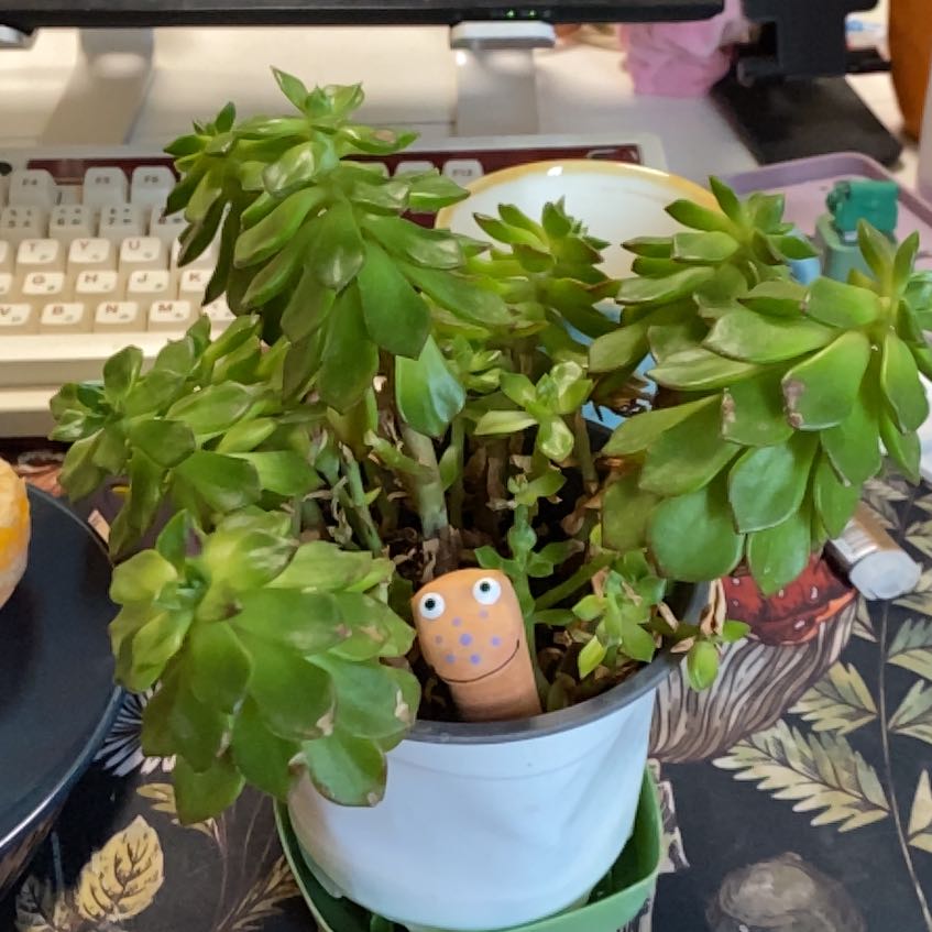 Photo of the plant species Sedeveria 'Letizia' by @PetRaintree12 named Bruce Lee on Greg, the plant care app
