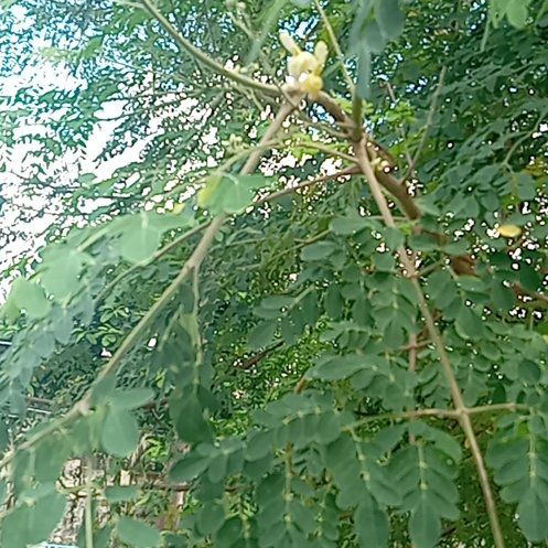 Photo of the plant species Benzoil Tree by @ShinyPilea76 named Michelle Branch on Greg, the plant care app