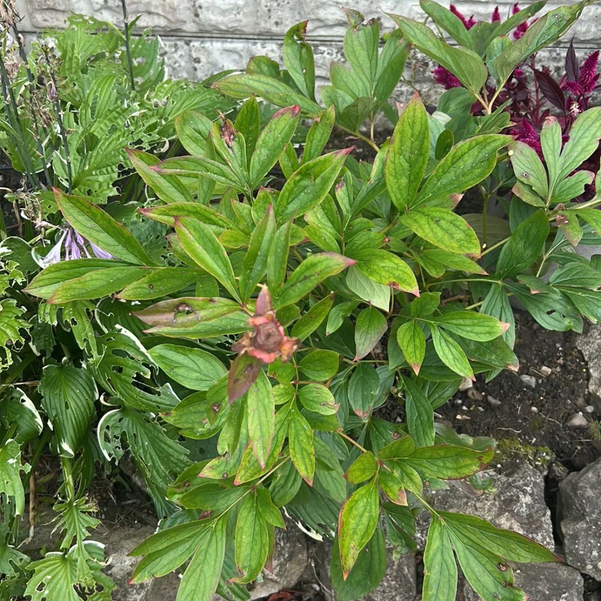 Photo of the plant species Common Peony by @NobleCowshorn44 named Common Peony on Greg, the plant care app