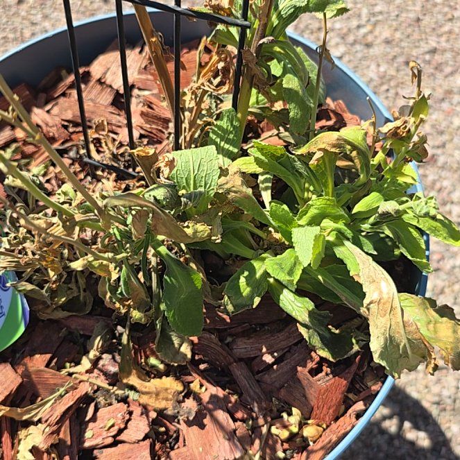 Photo of the plant species Marigold by @AblePurei22 named James Dean on Greg, the plant care app