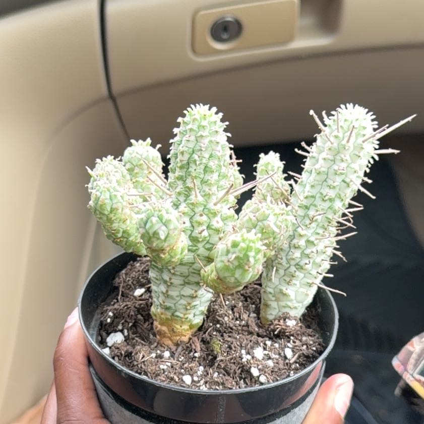 Photo of the plant species Variegated Corncob Cactus by @TenderTitoki51 named Cornelius on Greg, the plant care app