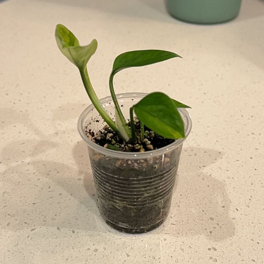 Photo of the plant species Jessenia Pothos by @UberPhlox32 named Sage on Greg, the plant care app