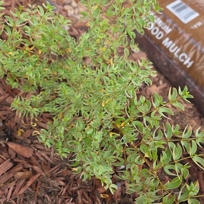 Photo of the plant species Creosote Bush by @ChirpyOakmoss37 named Rihanna on Greg, the plant care app