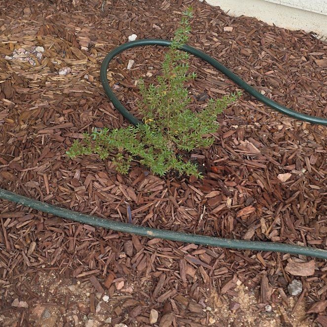 Photo of the plant species Creosote Bush by @ChirpyOakmoss37 named Scarlett on Greg, the plant care app