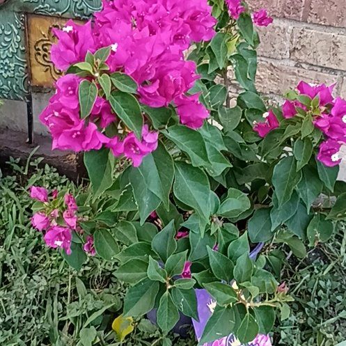 Photo of the plant species Bougainvillea by @ProudlyRimu26 named Orlando Bloom on Greg, the plant care app