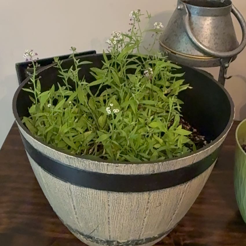 Photo of the plant species Sweet Alyssum by @LikelyTauhinu76 named Mando on Greg, the plant care app