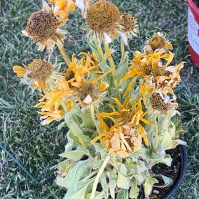 Photo of the plant species Golden Crownbeard by @RadBacopa42 named Gomez on Greg, the plant care app