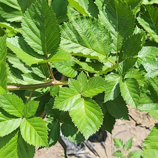 Photo of the plant species Rubus Allegheniensis by @TolerantFantasy named Lavender on Greg, the plant care app