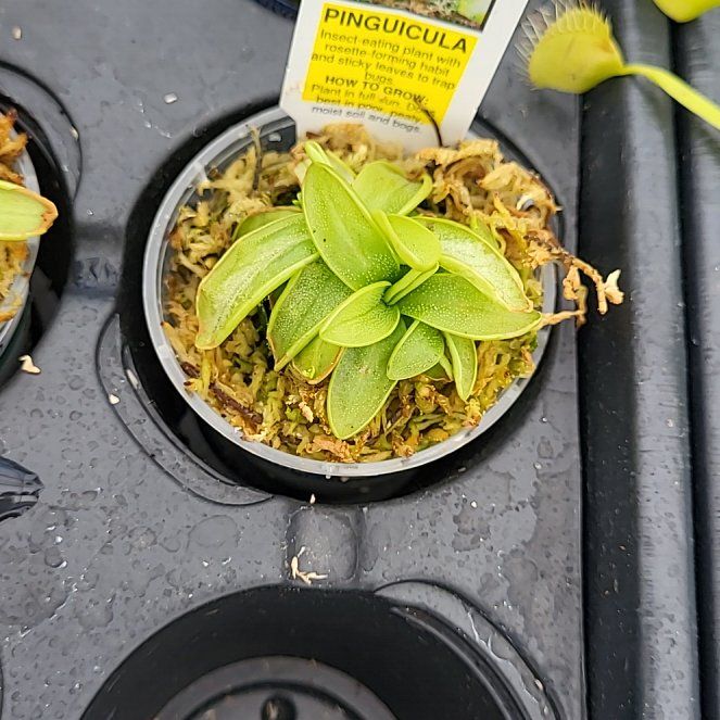 Photo of the plant species Common Butterwort by @TolerantFantasy named Drake on Greg, the plant care app