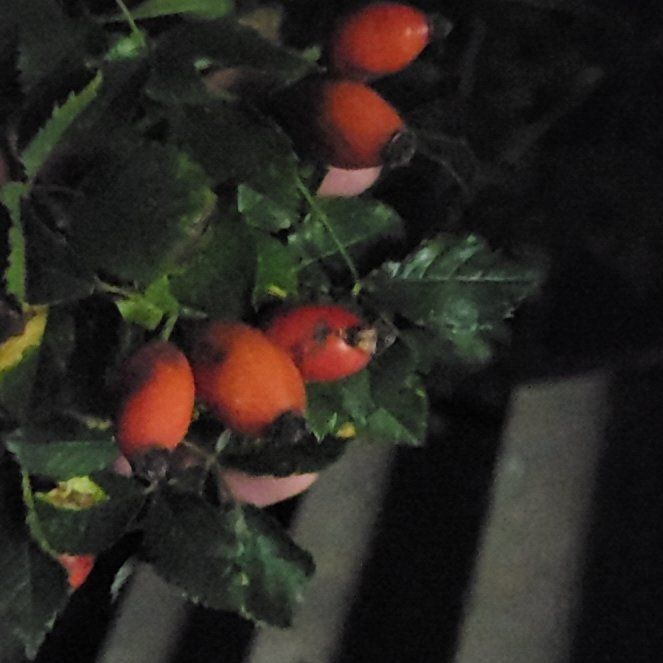 Photo of the plant species Dog Rose by @TolerantFantasy named Surya on Greg, the plant care app