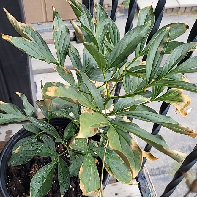 Photo of the plant species Chinese Peony by @TolerantFantasy named Beyonce on Greg, the plant care app