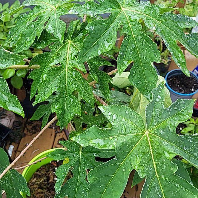Photo of the plant species Papaya by @TolerantFantasy named Elina on Greg, the plant care app