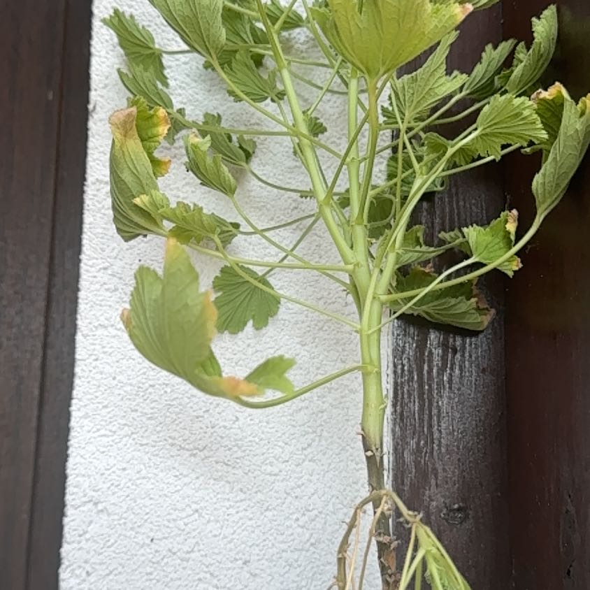 Photo of the plant species Sweet Scented Geranium by @DotingTawapou75 named Beckham on Greg, the plant care app