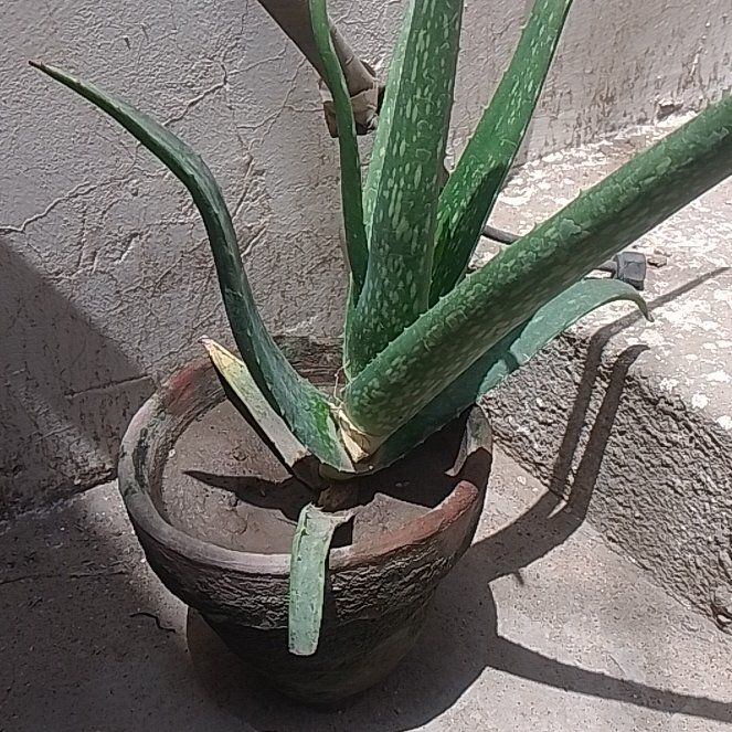 Aloe
