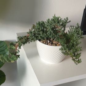 Photo of the plant species Blue Star Juniper by @QuaintSedum98 named Figyonce on Greg, the plant care app