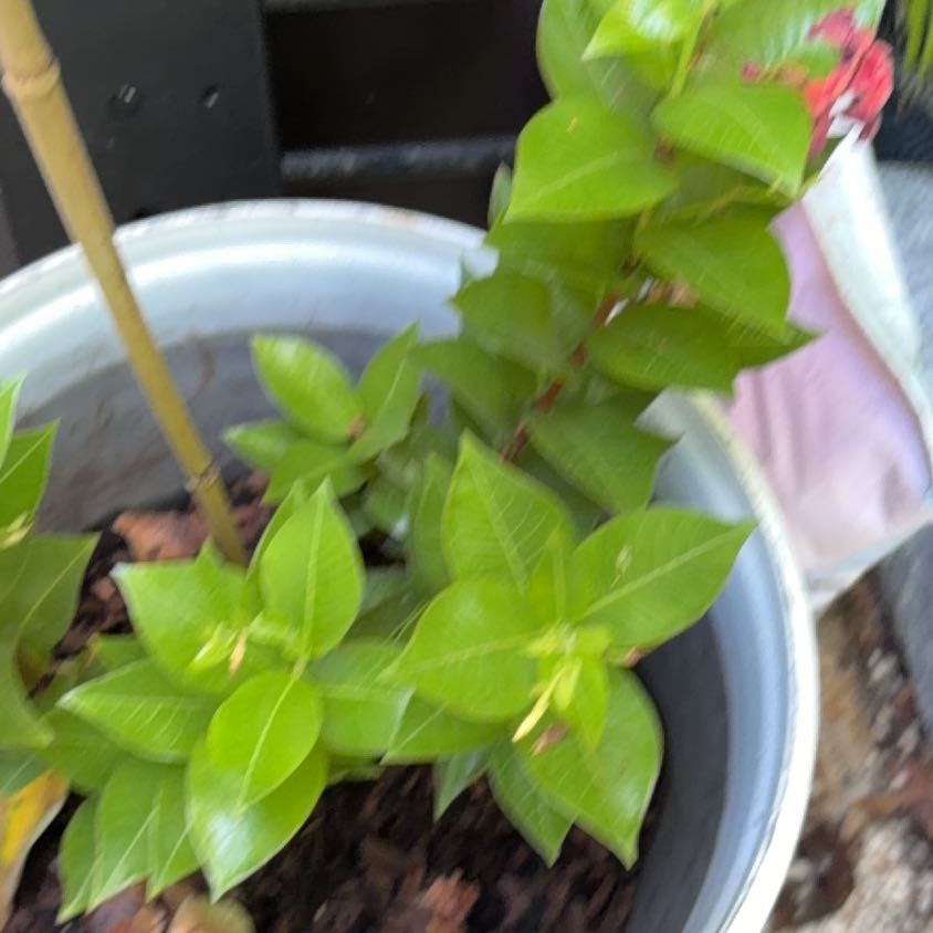 Photo of the plant species House Holly-Fern by @SaintlyRye33 named Gaga on Greg, the plant care app