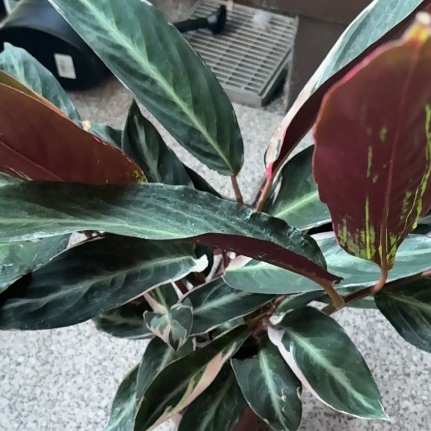 Photo of the plant species Stromanthe sanguinea 'Tricolor' by @TutorZucchini44 named Walt on Greg, the plant care app