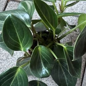 Photo of the plant species Beetle Peperomia by @TutorZucchini44 named Zion on Greg, the plant care app