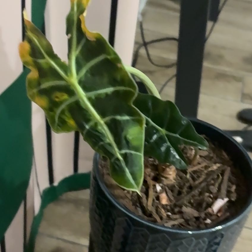 Photo of the plant species Arum Italicum by @CoolWorm37 named Khaleesi on Greg, the plant care app