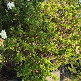 Photo of the plant species Western Azalea by @ProGroundsel3 named Bodhi on Greg, the plant care app