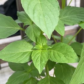 Photo of the plant species Mint by @HappyBiancini83 named Curie on Greg, the plant care app