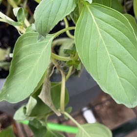 Photo of the plant species Mint by @HappyBiancini83 named Aria on Greg, the plant care app