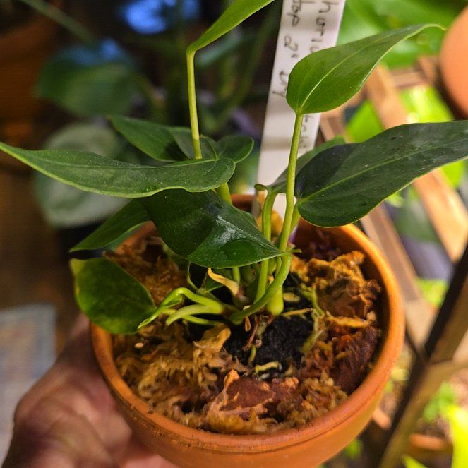 Photo of the plant species Anthurium veitchii by @JauntyBanana55 named Curie on Greg, the plant care app