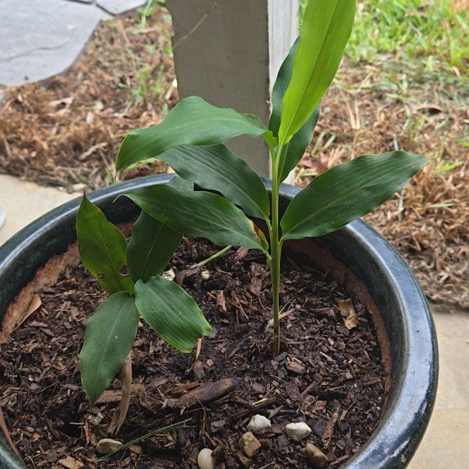 Photo of the plant species Kahili Ginger by @JauntyBanana55 named Elina on Greg, the plant care app