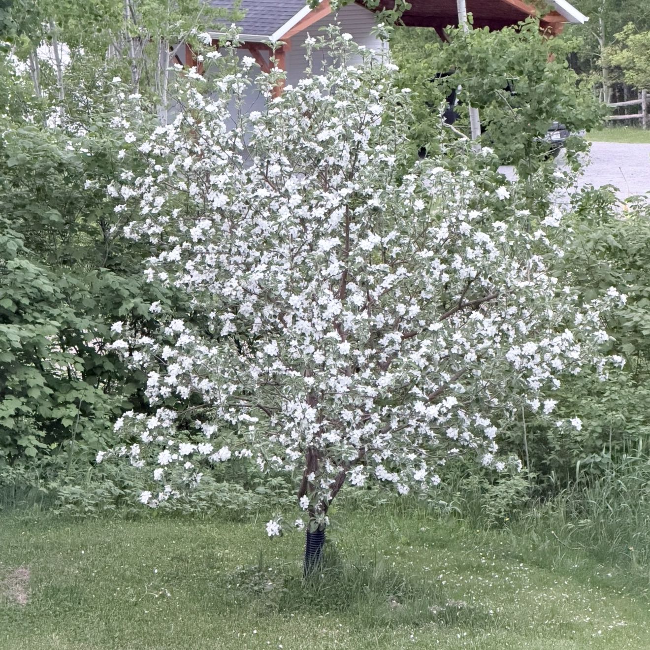 Photo of the plant species Apple by @ZealousOnion72 named Doja Cat on Greg, the plant care app