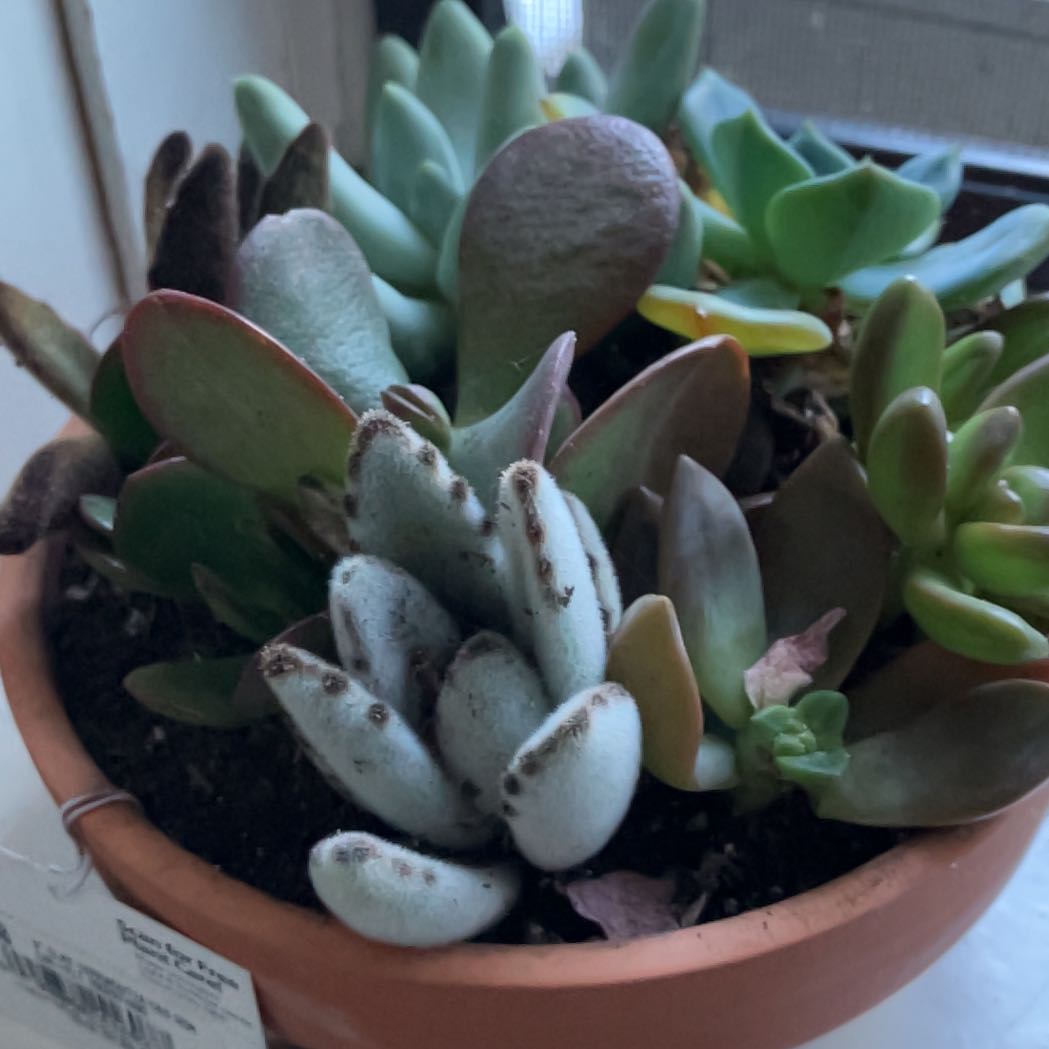 Photo of the plant species Pig's Ear by @NewOxlip12 named Ulysses S Plant on Greg, the plant care app