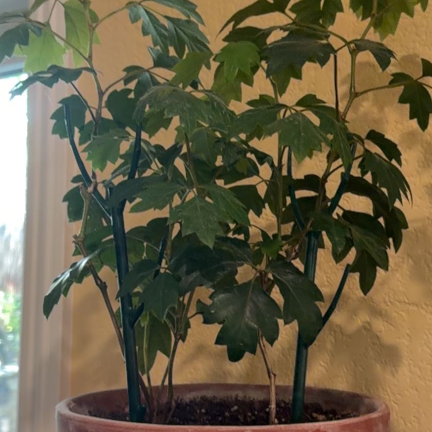 Photo of the plant species Grape Ivy by @OfficialFern43 named Dax on Greg, the plant care app