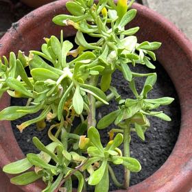Photo of the plant species Tree Stonecrop by @GrowingCowpea42 named Forrest on Greg, the plant care app