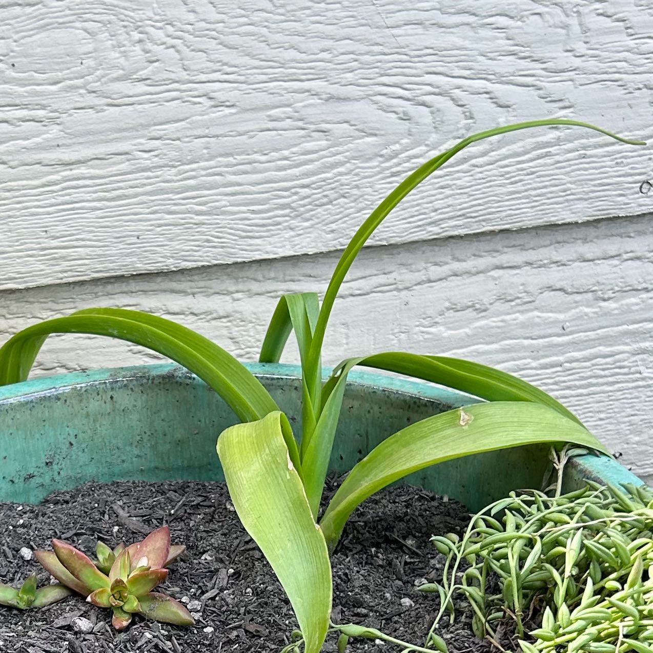 Photo of the plant species Pregnant Onion by @GrowingCowpea42 named Dolores on Greg, the plant care app