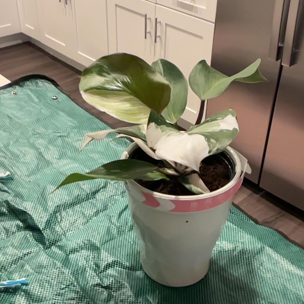Photo of the plant species White Knight Philodendron by @mamalocha29 named Cleopatra on Greg, the plant care app