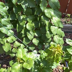 Photo of the plant species Marvel of Peru by @HipLichen99 named Gates on Greg, the plant care app