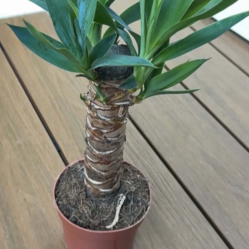 Photo of the plant species Spineless yucca by @LordTomato31 named Yucca on Greg, the plant care app