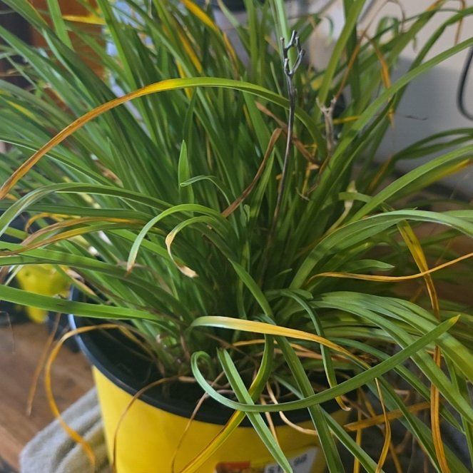 Photo of the plant species Yellow Daylily by @NobleChisme17 named Gregarious on Greg, the plant care app