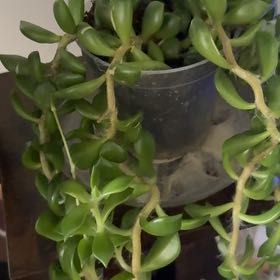 Photo of the plant species Stringy Stonecrop by @FunMountain55 named Winston on Greg, the plant care app