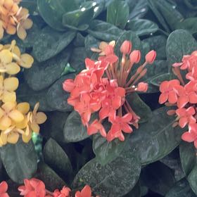 Photo of the plant species Flame of the Woods by @BlazingCanna48 named Stella on Greg, the plant care app