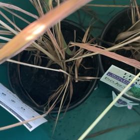 Photo of the plant species Lemon Grass by @BlazingCanna48 named Walt on Greg, the plant care app