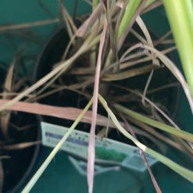 Photo of the plant species Lemon Grass by @BlazingCanna48 named Plato on Greg, the plant care app
