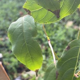 Photo of the plant species Kiwi Fruit by @BlazingCanna48 named Ulysses S Plant on Greg, the plant care app