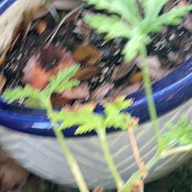Photo of the plant species Sweet Scented Geranium by @BlazingCanna48 named Messi on Greg, the plant care app