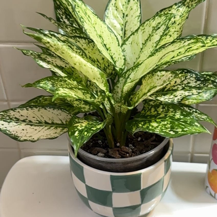 Photo of the plant species Aglaonema 'Spring Snow' by @SlinkyPlain29 named Sissy on Greg, the plant care app