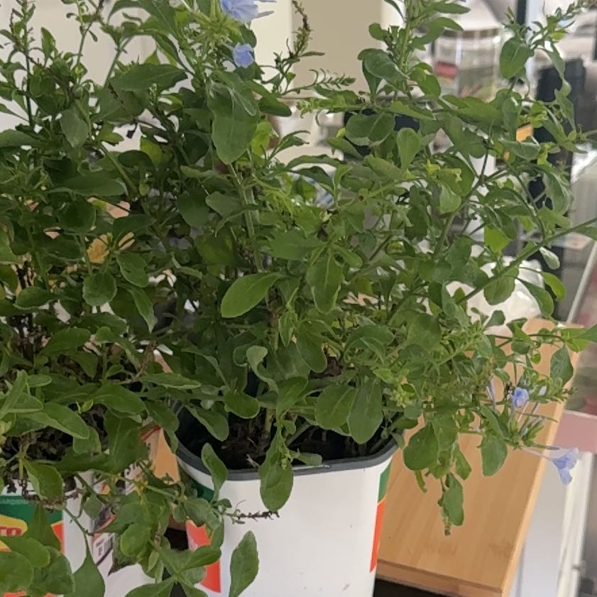 Photo of the plant species Marigold by @FearlessWaxivy9 named Baesil on Greg, the plant care app